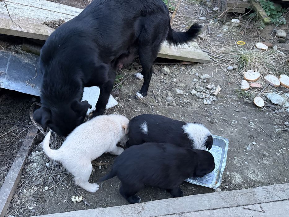 Віддамо цуценят собачок в добрі руки