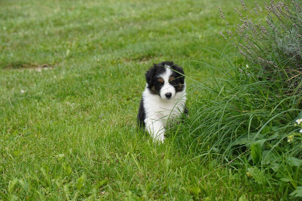 Border Collie piesek trikolor