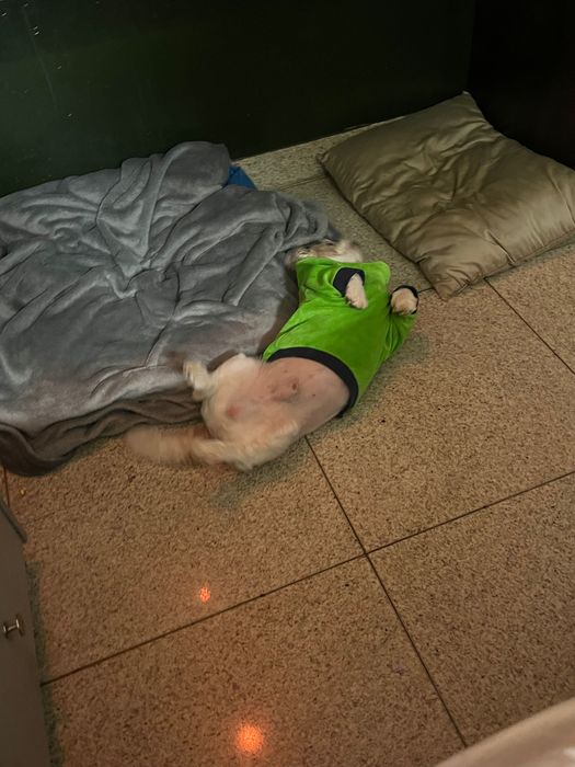 Pet sitting and Dog walking