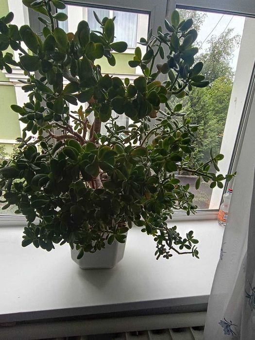 Денежное дерево, толстянка, суккулент