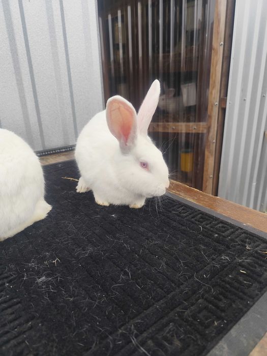 Sprzedam samce i samice TB