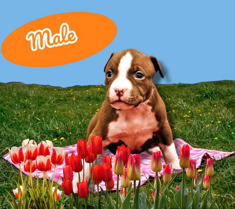 Щенок, апбт, питбуль, питбуль терьер