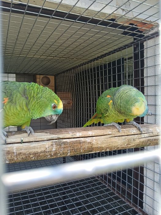 Casal de aestivas