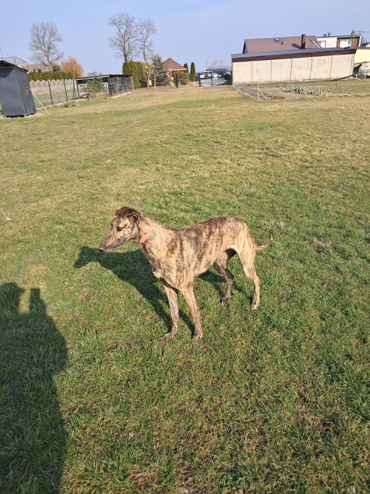 14 miesięczna suka charta