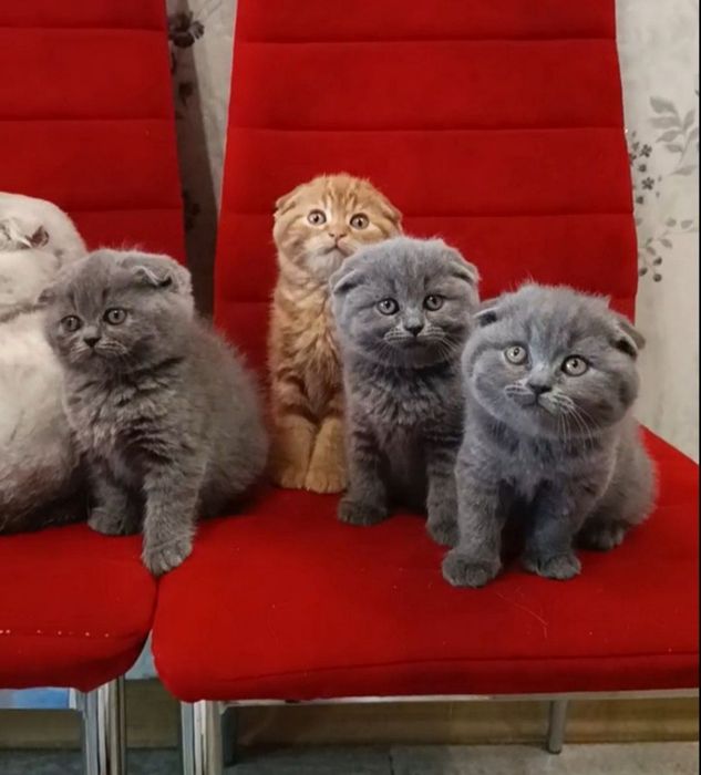 Вислоухие котята