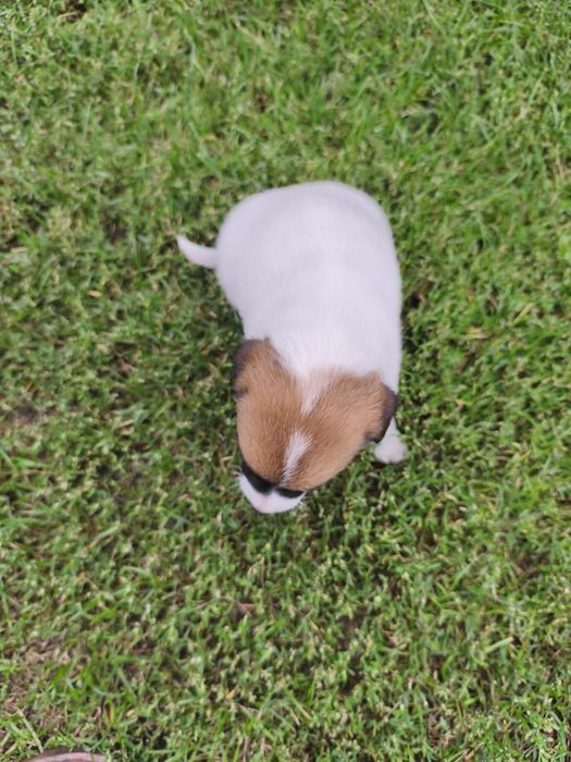 Jack Russell Terrier