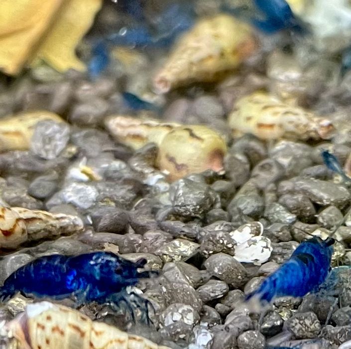 Blue Velvet - krewetki Neocaridina / Niebieskie