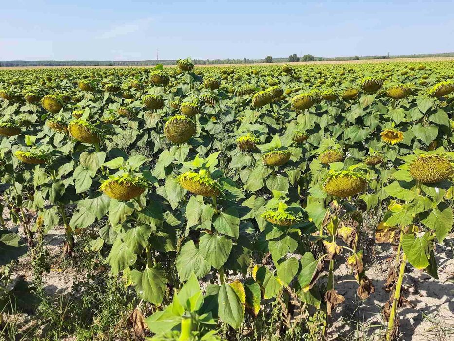 Димерська ТГ,  50 га, ОСГ