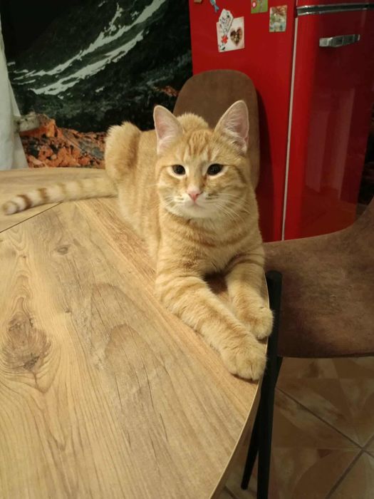 Rudasek Ignacy szuka domu