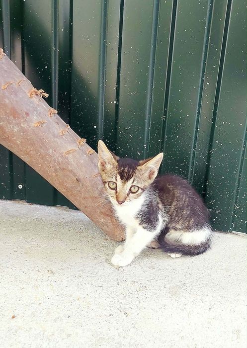 Gatinhos para adoção