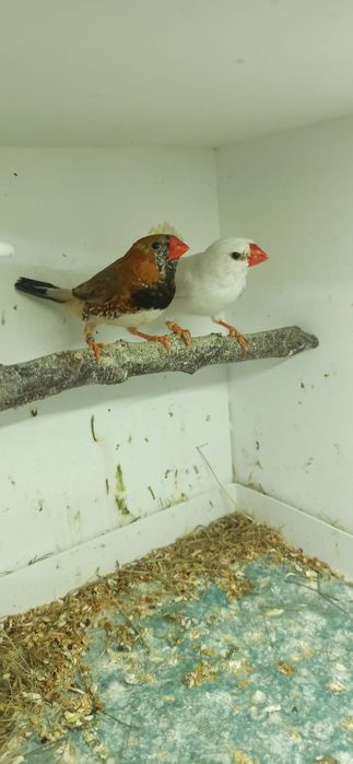 Zeberki obrączkowane