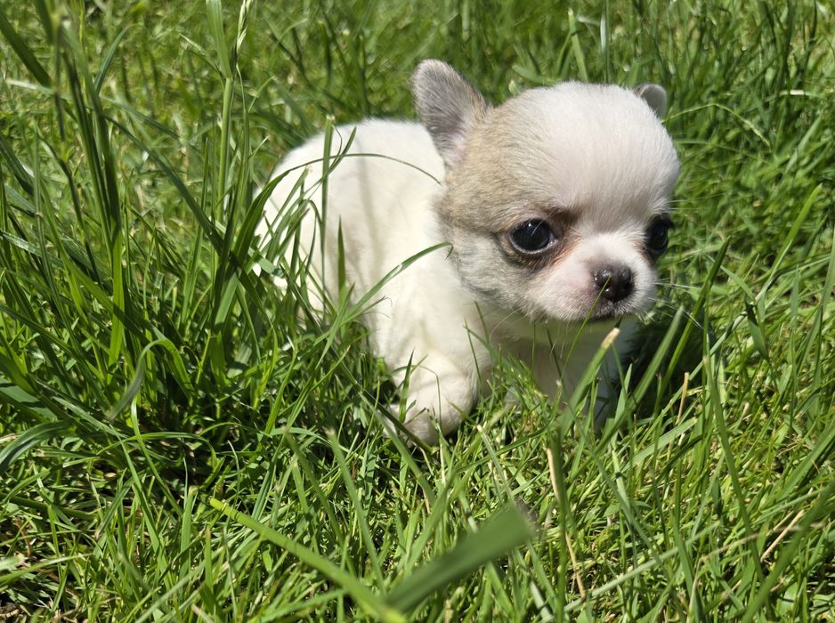 Chihuahua bardzo maleńka sunia