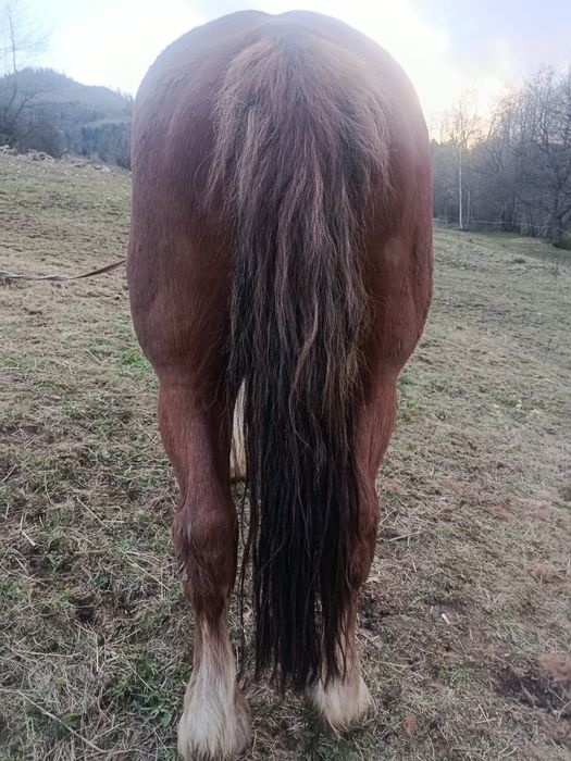 Продається кінь..