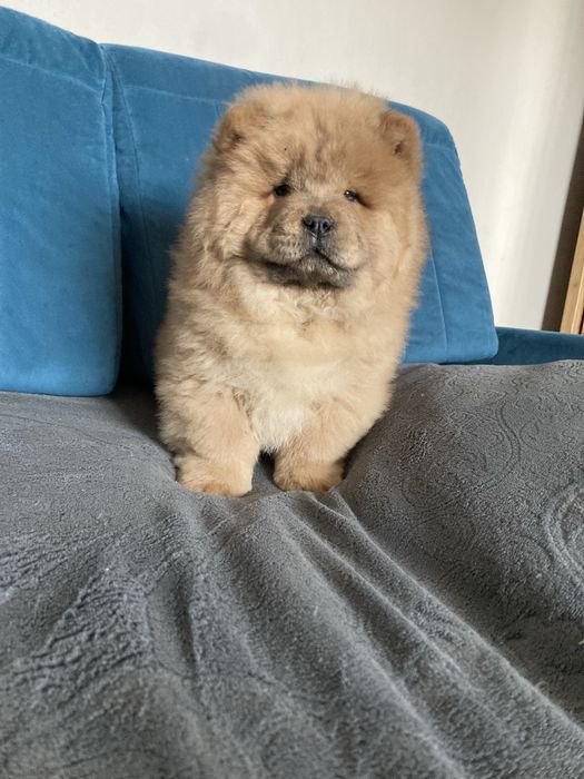 Cynamonowy Piesek chow chow !
