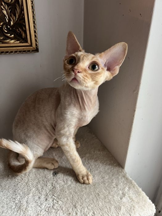 Rudy kocurek Devon Rex Płock • OLX.pl