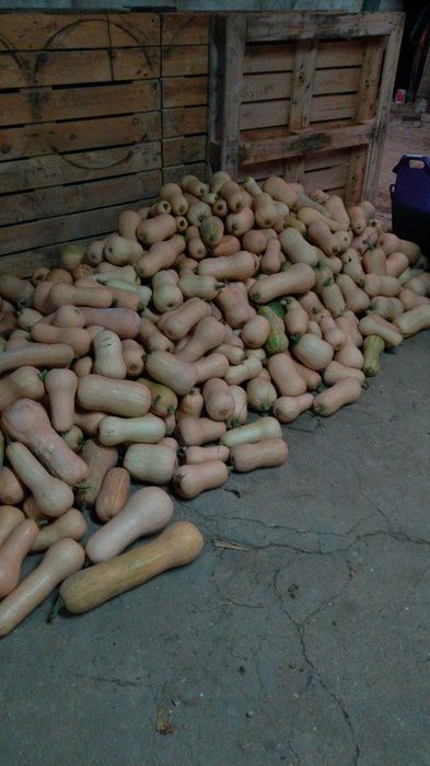 Aboboras butternut produção propria