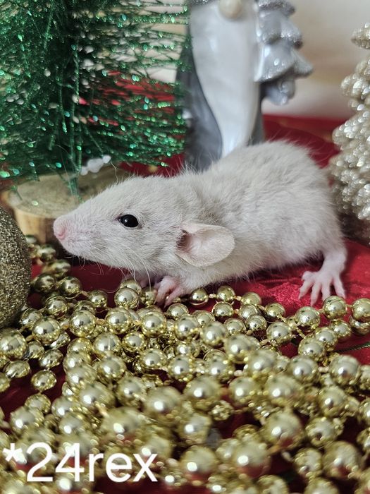 Szczur szczury szczurki