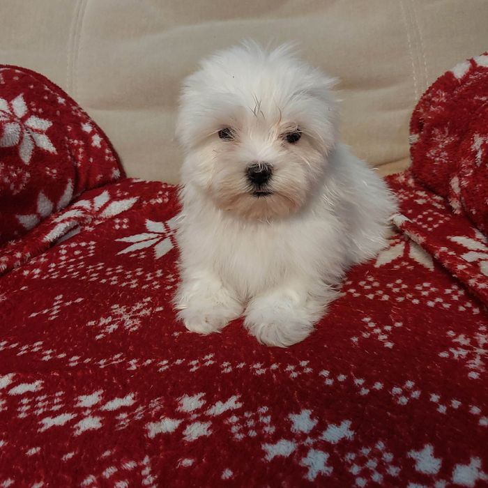 Śliczny samiec maltańczyk