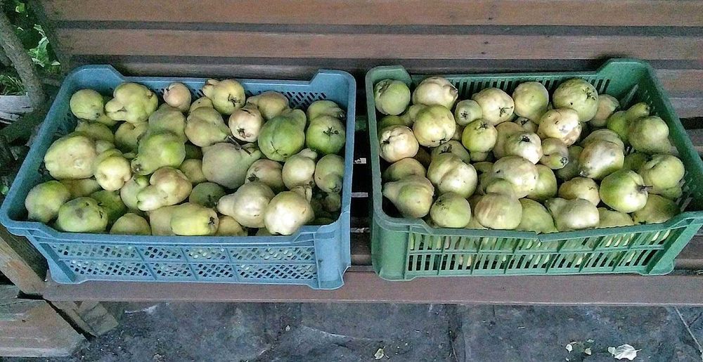 Pigwa owoce duża ilość 1kg - 7zł