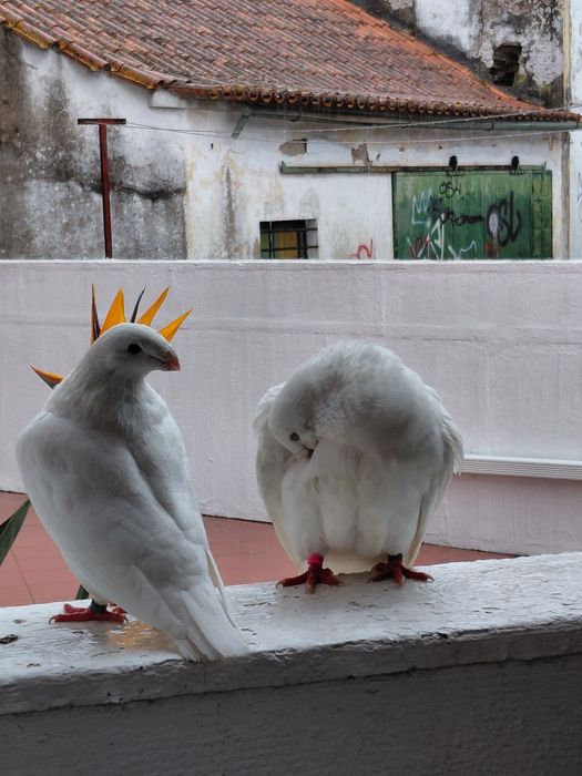Excelente casal de pombos American Show Racer
