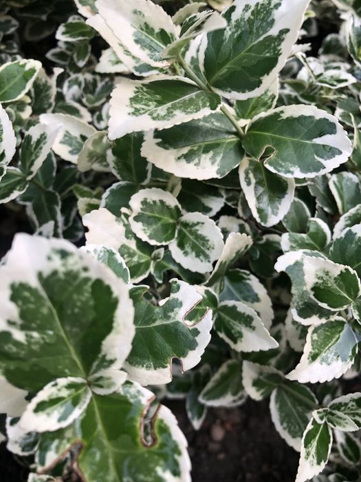 Бересклет черенки