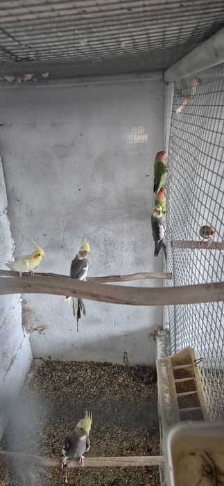 Caturras e agapornis