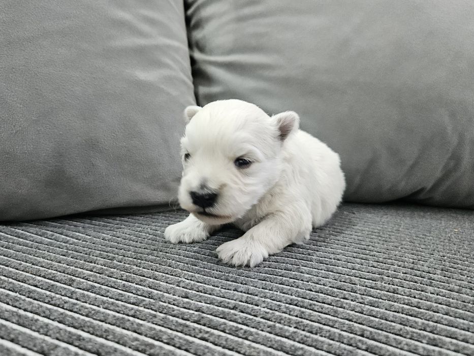 West Highland White Terrier