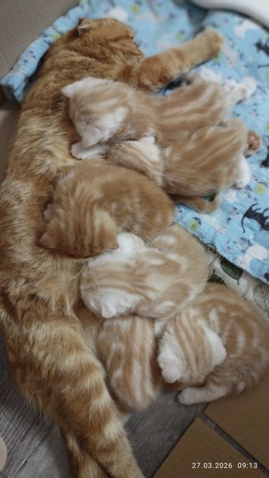 Бронь шотландские чистокровные