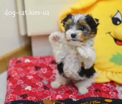 Роскошная стандартная Бивер йорки девочка VIP- класса. Есть мини. Киев