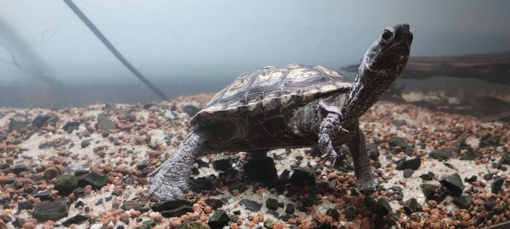 Żółw chiński do oddania