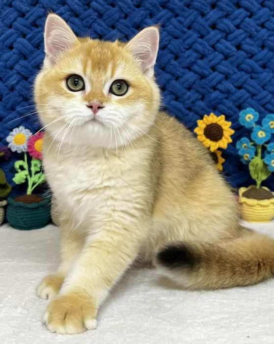 Шотландський золотий котик ny12