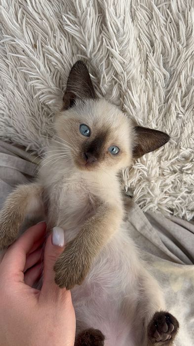 Сіамські котики.