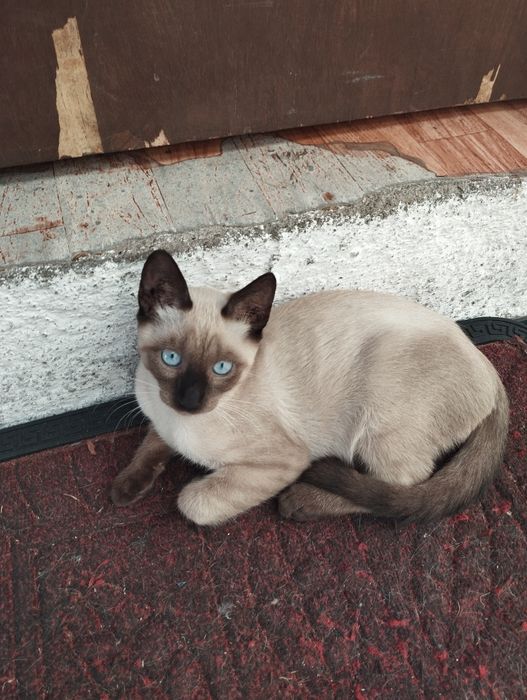 Gatas para adoção