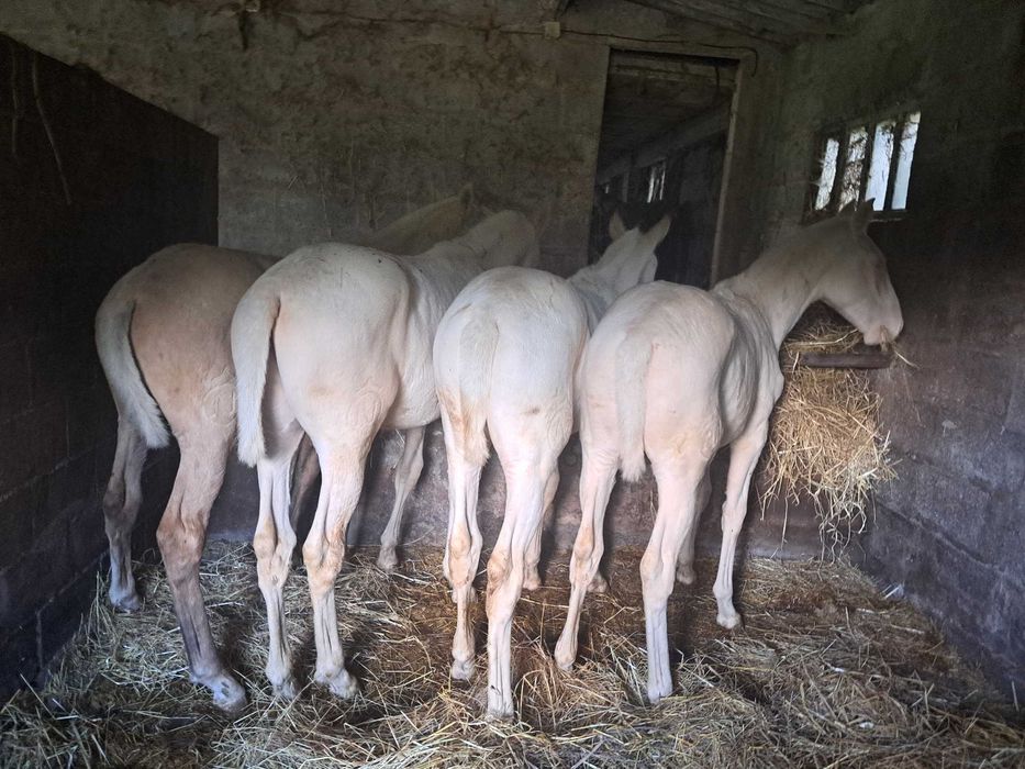 potros lusitanos perlinos perla