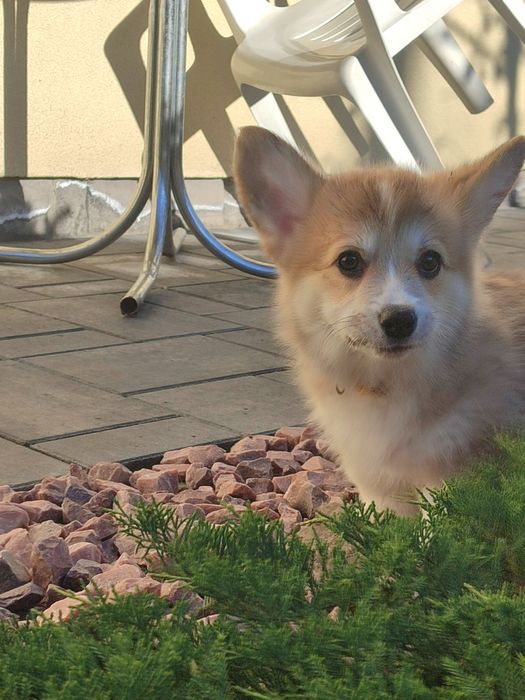 Цуценя Коргі дівчатка з довгим хвостиком, 35.000 грн