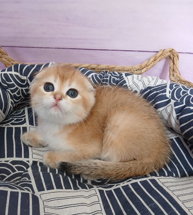 Котики золотої шиншили в пошуках родини