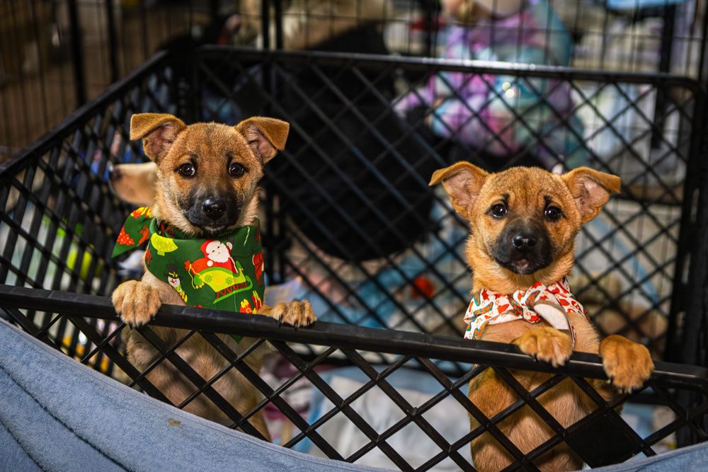 Різдвяні подаруночки