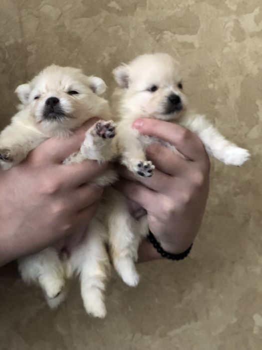 Померанский шпиц тип мишка