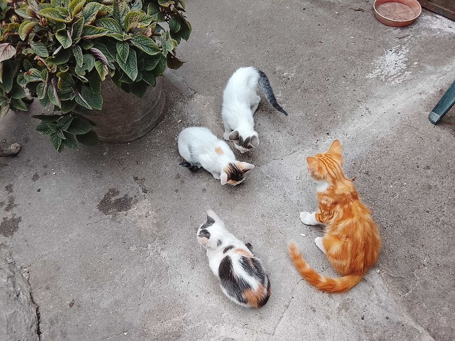 Gatinhos para adopção