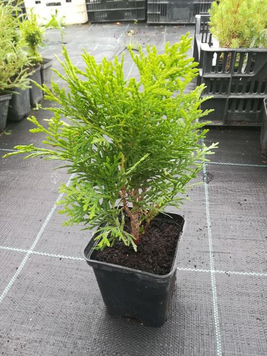 Tuja danica p9 kula wysyłka