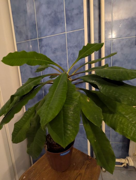 Квіти в горшках. Вазони від 100грн