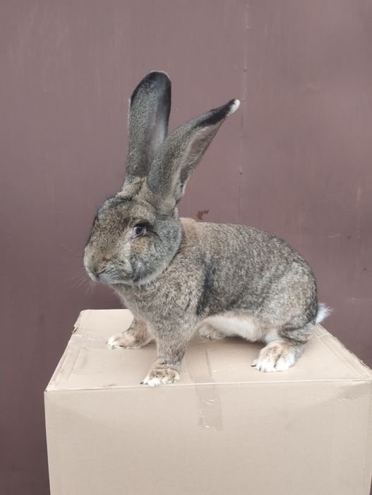 Królik Samica  Olbrzym Belgijski