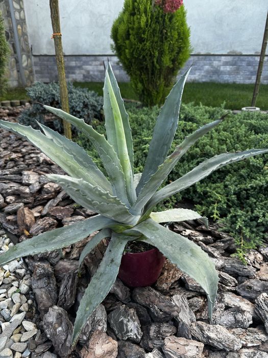 Блакитна агава