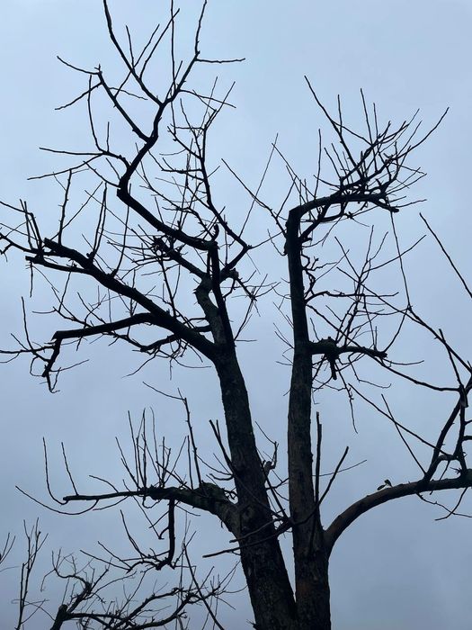 Обрізка дерев, омолодження саду (Глеваха, Калинівка, Путрівка)