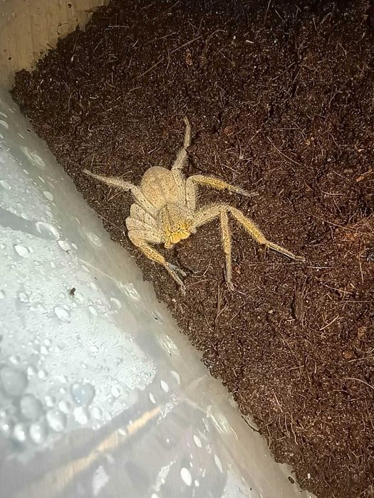 Heteropoda javana samica