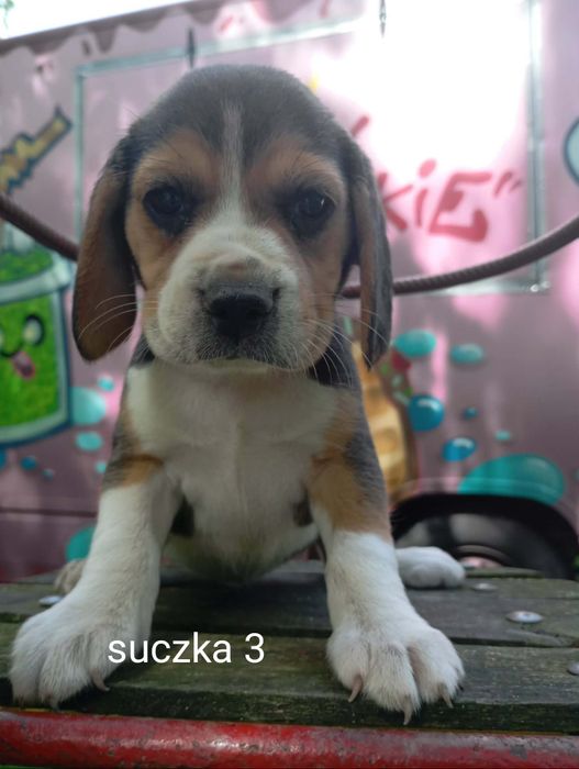 Piękna suczka Beagle