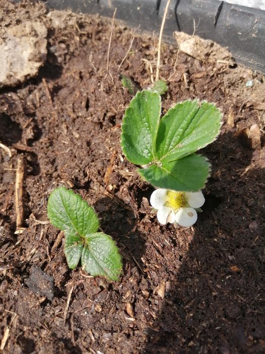 Morangueiros para plantar