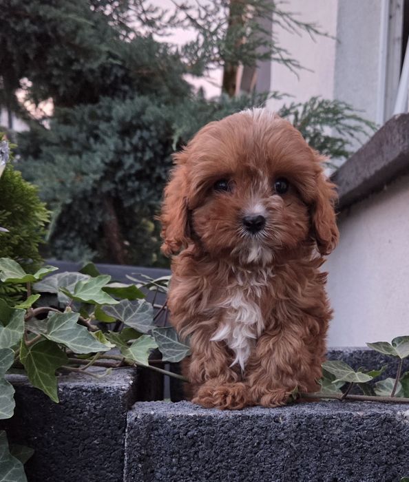 Cavapoo Samczyk hybryda ras