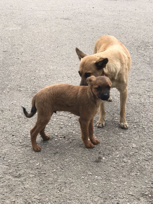 Цуценята в пошуку сім‘ї.