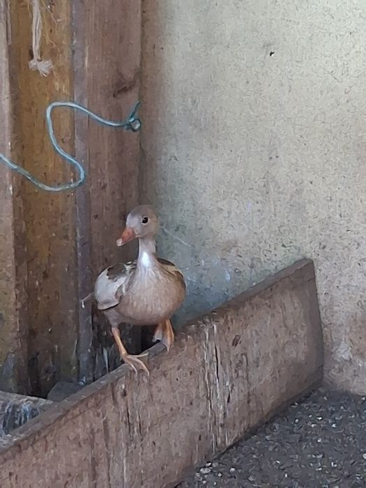 Pavões  patos  galinhas